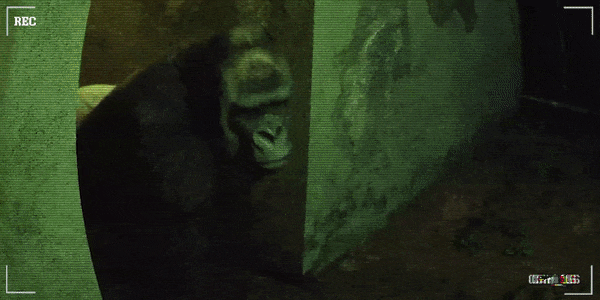 癫狂动物园|官方中文|Zoochosis（更新v1.6.8）-游戏网